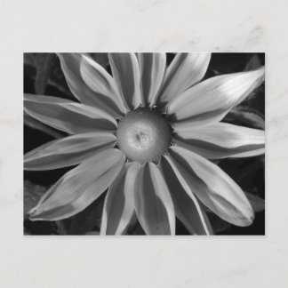 Postal Prairie Sun Rudbeckia B&W