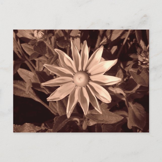 Postal Prairie Sun Rudbeckia - Sepia (Anverso)
