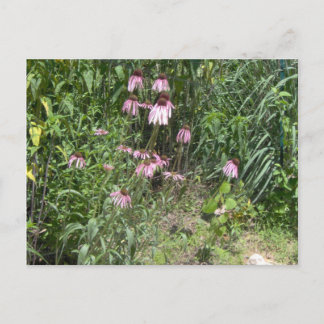 Postal Prairie Views