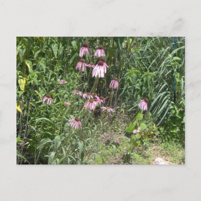 Postal Prairie Views (Anverso)
