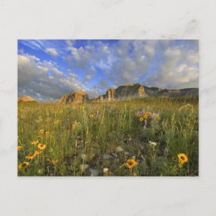 Postal Prairie WildFlores en Windy Creek en los muchos
