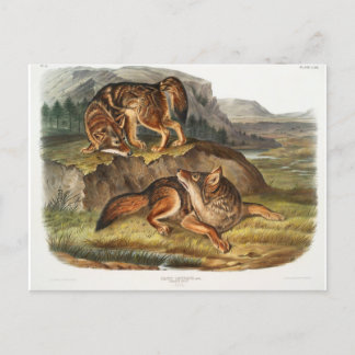 Postal Prairie Wolf por John Woodhouse Audubon