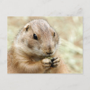 Postal Prairiedog Postcard