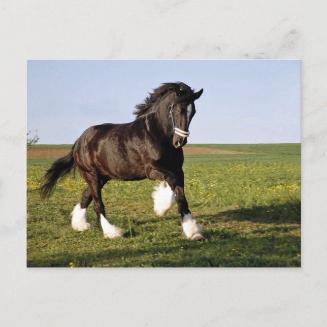 Postal Prancing Clydesdale (Anverso)
