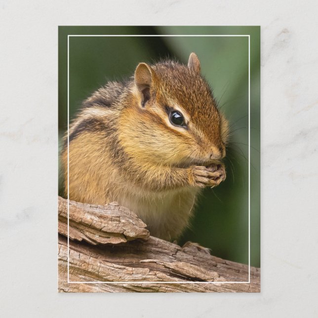 Postal Prayerful Chipmunk (Anverso)