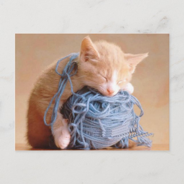 Postal Preciosas fotos de gatos y gatitos, regalos - Pers (Anverso)