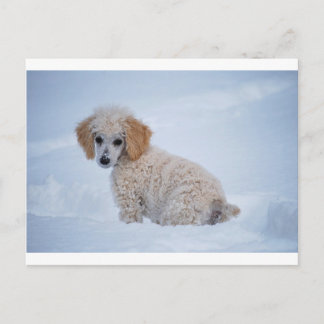 Postal Precioso caniche blanco en nieve