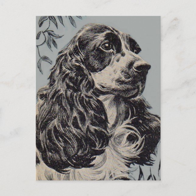 Postal precioso cocker spaniel (Anverso)