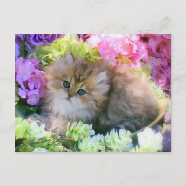 Postal Preciosos Mascotas de gatitos fluffy para gatos (Anverso)
