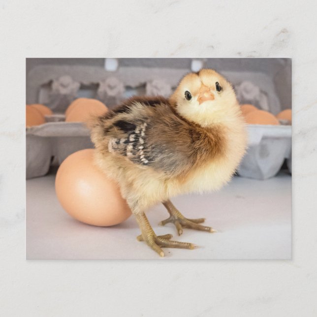 Postal Precious Baby Chick and Eggs (Anverso)
