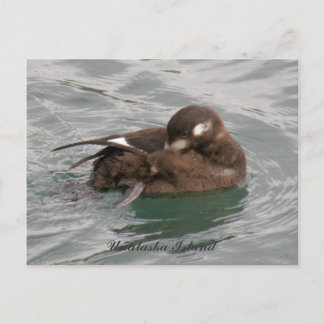 Postal Predicación del pato hembra Harlequin en el agua