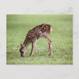 Postal Prefectura de Nara, Honshu, Japón