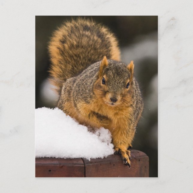 Postal Preparado para el desayuno (Anverso)