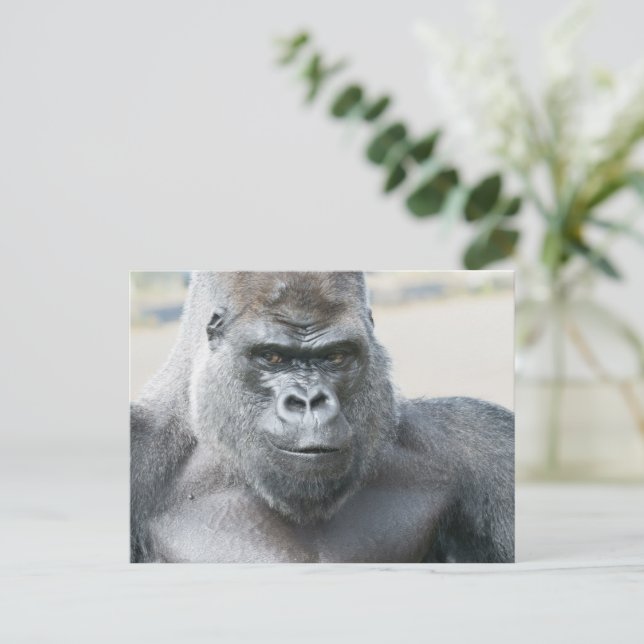 Postal Presencia Inolvidable de Silverback (Anverso de pie)