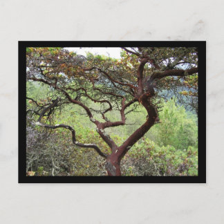 Postal Preservación de huckleberry