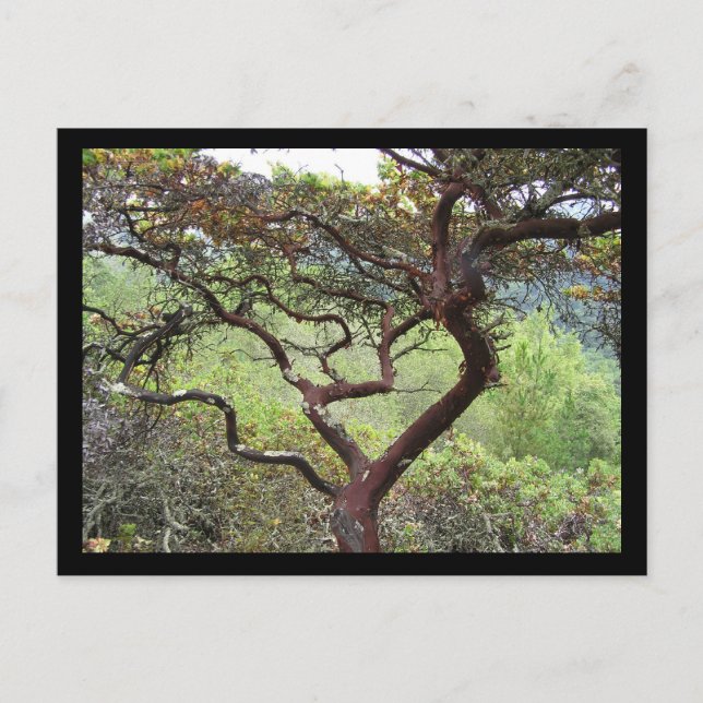 Postal Preservación de huckleberry (Anverso)