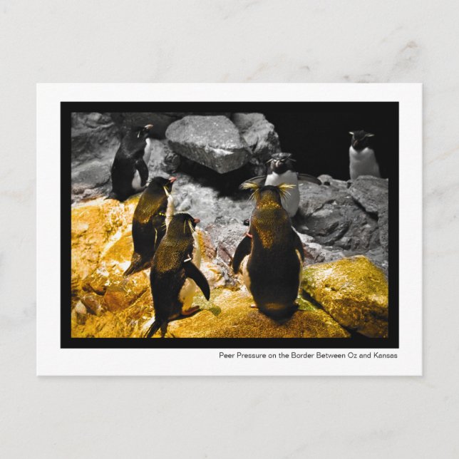 Postal Presión de pares en la foto de los pingüinos front (Anverso)