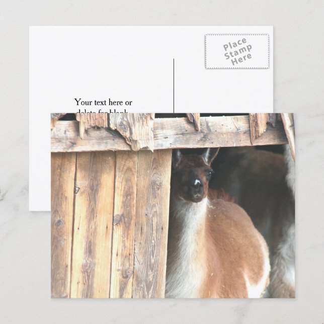 Postal Pretty Llama Farm Animal Personalized (Anverso / Reverso)