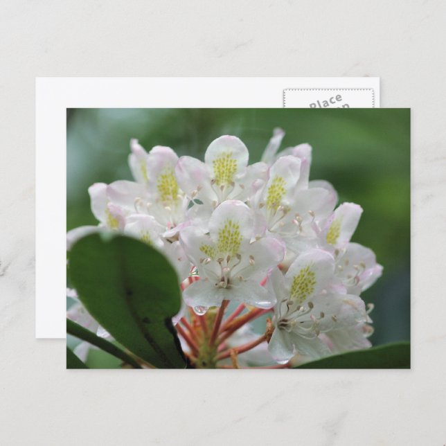 Postal Pretty White Azalea Flower Photography  (Anverso / Reverso)
