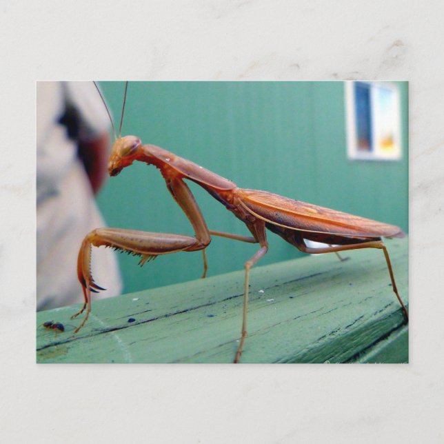 Postal Preying Mantis y ant (Anverso)