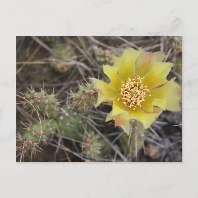 Postal Prickley Pear (Anverso)