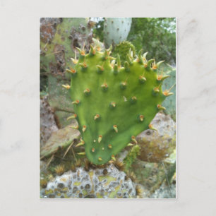 Postal Pricky Pear Cactus