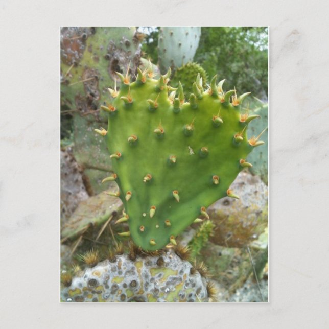 Postal Pricky Pear Cactus (Anverso)