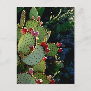 Postal Pricky Pear Cactus