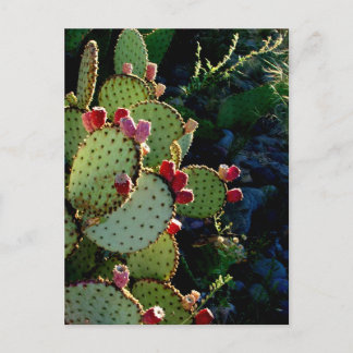Postal Pricky Pear Cactus