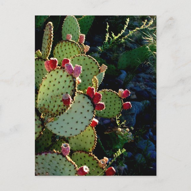 Postal Pricky Pear Cactus (Anverso)