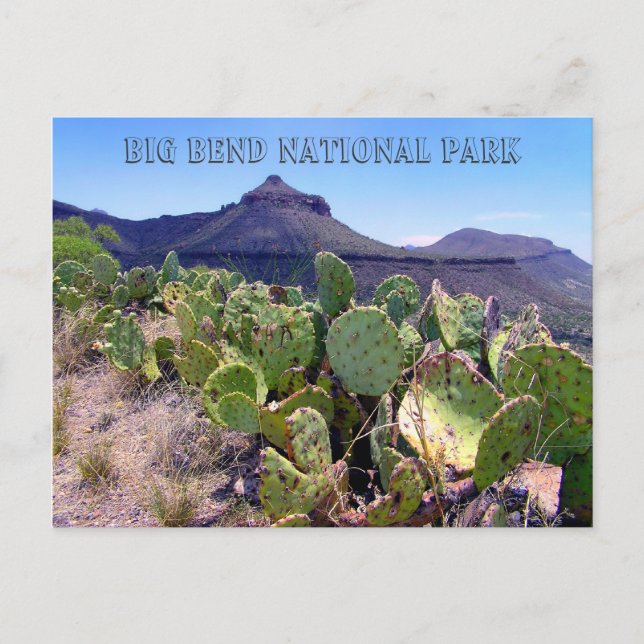 Postal Pricky Pear Cactus Big Bend (Anverso)