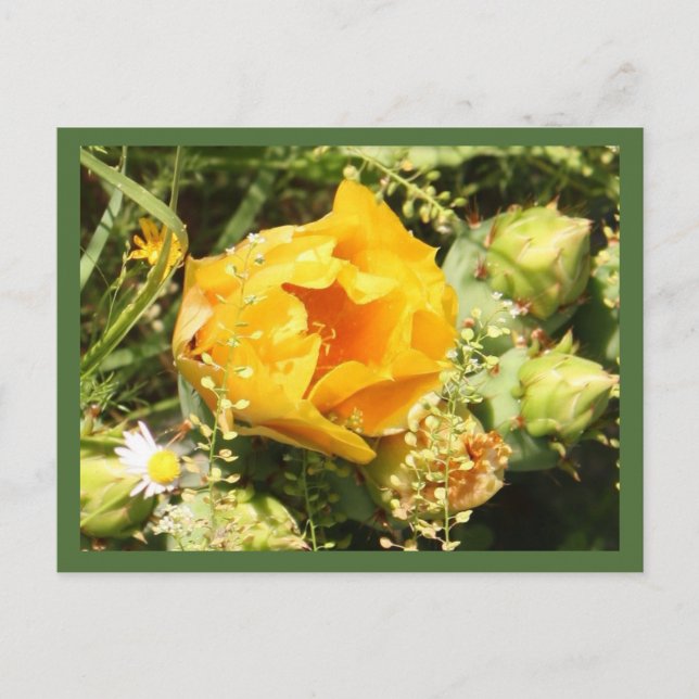 Postal Pricky Pear Cactus Bloom (Anverso)