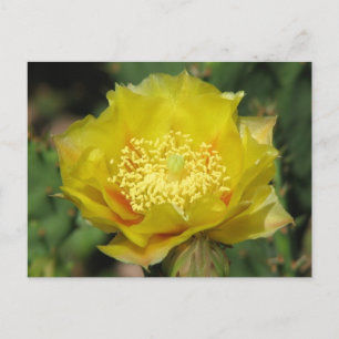 Postal Pricky Pear Cactus Blooms