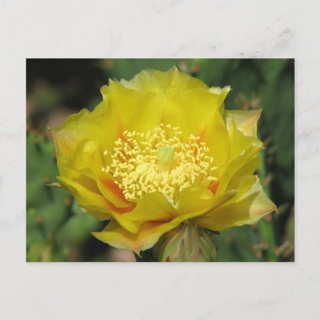 Postal Pricky Pear Cactus Blooms (Anverso)