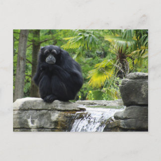 Postal Primate y cascada
