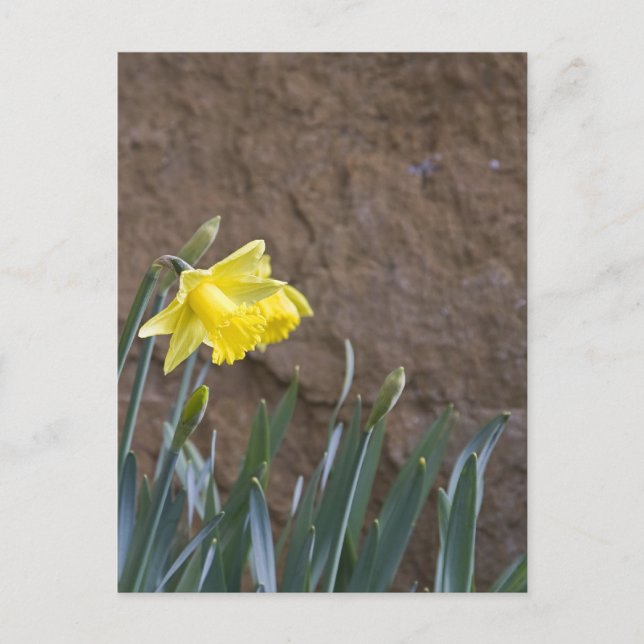 Postal ¡Primavera! (Anverso)