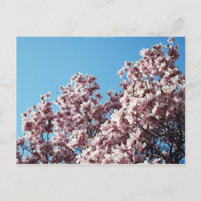 Postal primavera (Anverso)