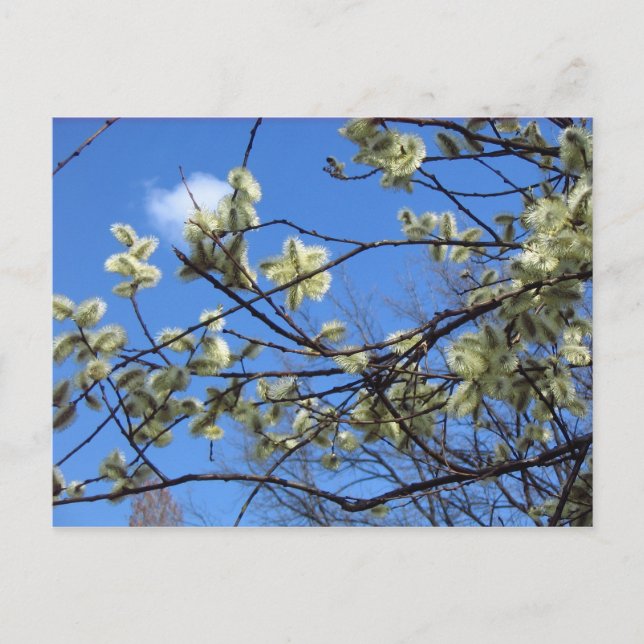 Postal Primavera (Anverso)