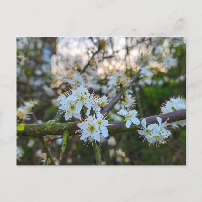 Postal Primavera  (Anverso)