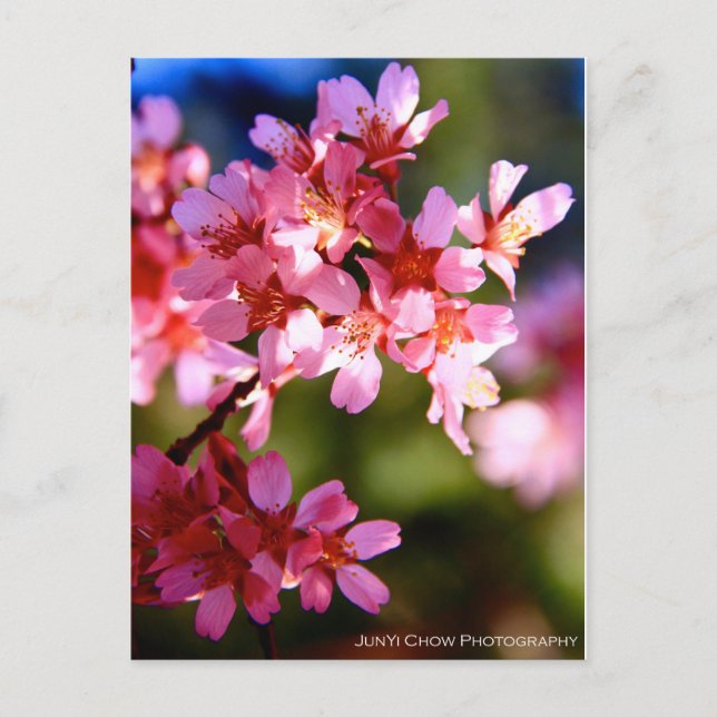 Postal Primavera (Anverso)