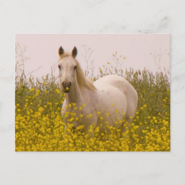 Postal Primavera (Anverso)