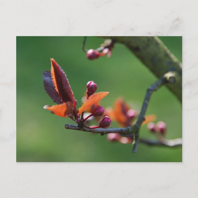 Postal Primavera (Anverso)