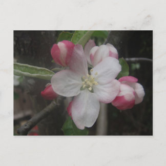 Postal Primavera 2009 029