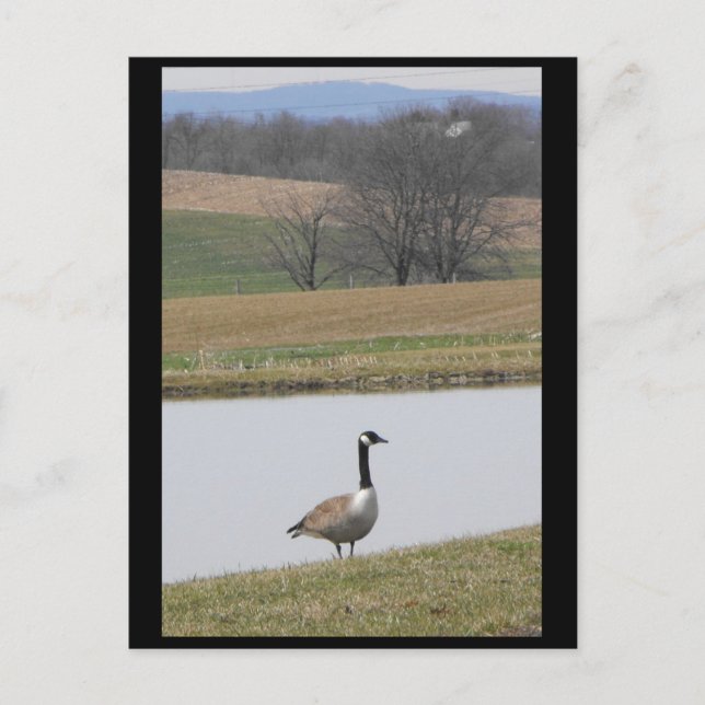 Postal ~ Primavera 65 ~ (Anverso)