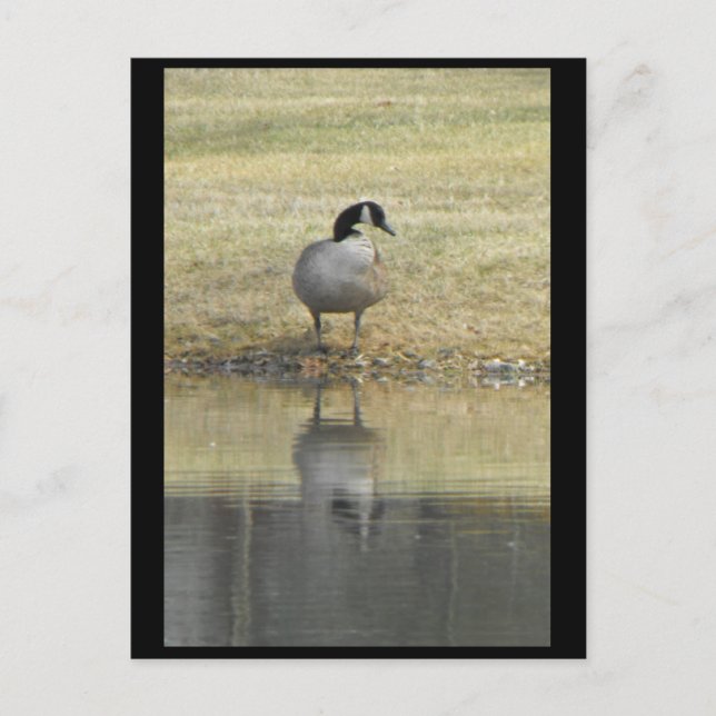 Postal ~ Primavera 71 ~ (Anverso)