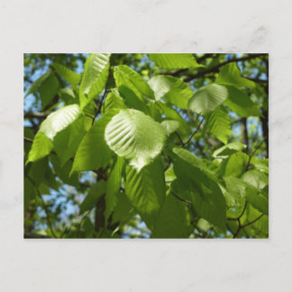 Postal Primavera Birch deja el árbol verde