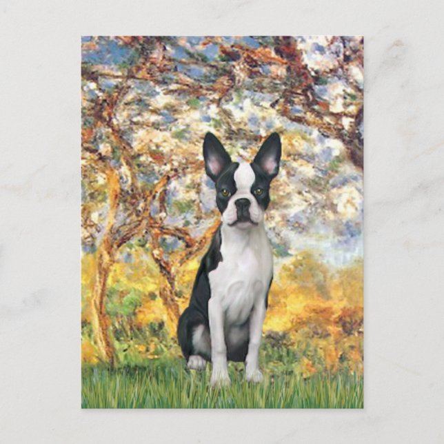Postal Primavera - Boston Terrier #1 (Anverso)