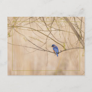 Postal Primavera de Bluebird