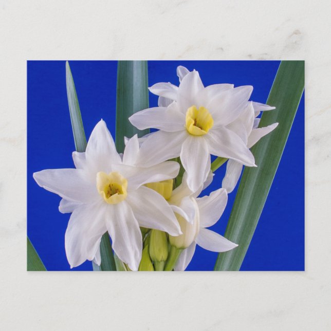 Postal Primavera de Narcissus (Anverso)