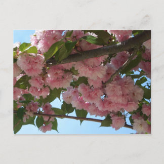 Postal Primavera del Árbol de cerezo IV con doble floreci